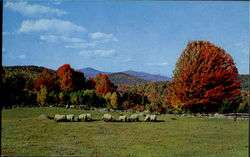 Greetings From West Hurrley Postcard