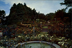 Webster Rose Gardens Woods Hole, MA Postcard Postcard