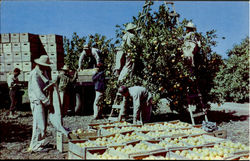 Harvesting Crew Picking Texas Oranges Postcard