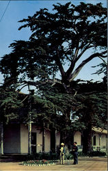 Old Custom House Postcard