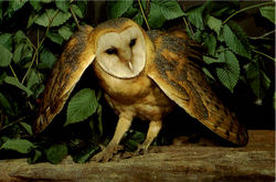 Barn Owl Tyto Alba Postcard