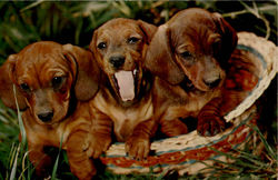 Dachshunds Postcard