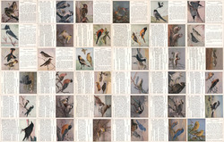 Lot of 36: National Museum of Canada Birds Postcard