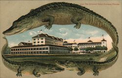 Alligator Border S610 The Ormond Hotel Postcard