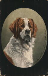 Saint Bernard Dog Postcard