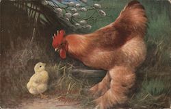 Our Chicks Postcard