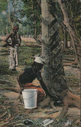 Tapping Rubber Trees Postcard
