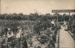 "Boomkweekery" Postcard