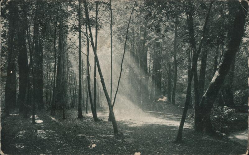 Dawn of Day, Muir Woods Mill Valley California