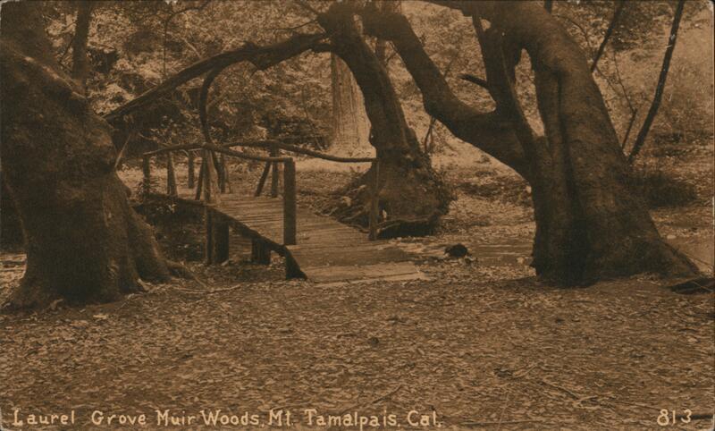 Laurel Grove -Muir Woods Mount Tamalpais California