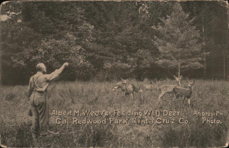 Albert M. Weaver Feerfing Wild Deer Santa Cruz California