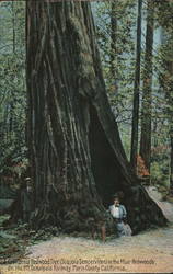 California redwood tree in the Muir Redwoods Postcard
