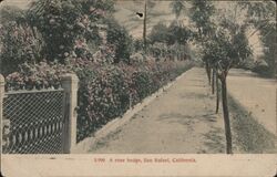 A Rose HEdge Postcard