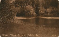 River View Grove Postcard