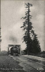 Palo Alto Tree Postcard