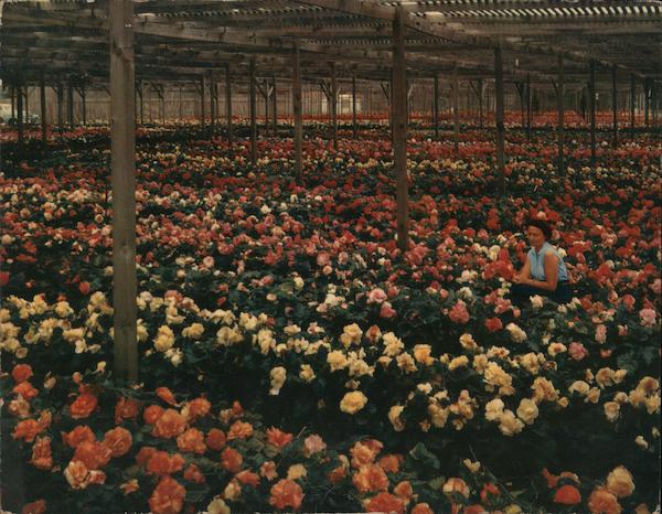 Antonelli Brothers Begonia Gardens Santa Cruz California