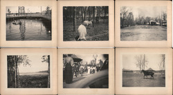 Lot of 6 Original Photographs Celoron Park Zoo 1895-1897 Original Photograph