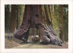 Wawona Tunnel Tree - Yosemite National Park California Large Format Postcard Large Format Postcard Large Format Postcard