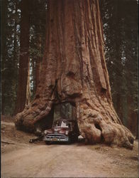 Wawona Tree Yosemite National Park, CA Hubert A. Lowman Large Format Postcard Large Format Postcard Large Format Postcard