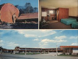 Curly Redwood Lodge Large Format Postcard