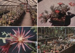 Rainman Succulent Nursery Fort Bragg, CA Large Format Postcard Large Format Postcard Large Format Postcard