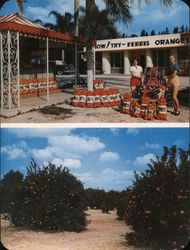 Famous Ferris Groves Large Format Postcard