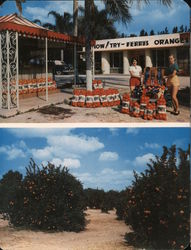 Famous Ferris Orange Groves Large Format Postcard