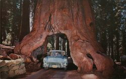 Yosemite National Park - "Wawona Drive-Through Tree" Postcard