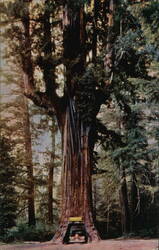 Chandelier Drive-Thru Tree Postcard