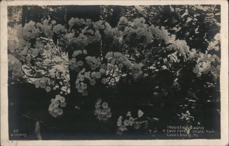 Mount Laurel - Cook Ferry state Park Cooksburg Pennsylvania