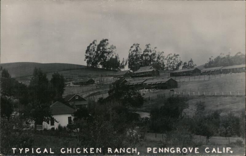 Typical Chicken Ranch Penngrove California