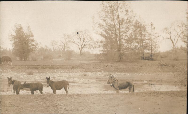 Donkeys in a Field