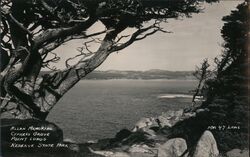 Allan Memorial - Cypress Grove - Point Lobos - Reserve State Park Postcard