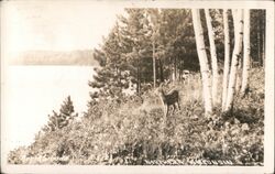 Northwoods 1812 - Northern Wisconsin Postcard