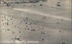 Scene at Muir Beach Postcard