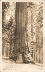 Giant Redwood with Space For Car to Travel Through Postcard