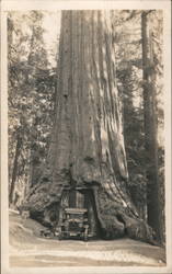 Car Driving Through Giant Redwood Postcard