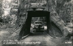 Chandelier Tree - Underwood Park on Redwood Highway - Drive Thru Tree Postcard