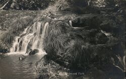 Woodwardia Falls - Redwood Forest Postcard