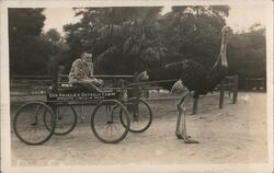 Charles Steinmetz In Ostrich Drawn Cart Los Angeles Ostrich Farm Postcard