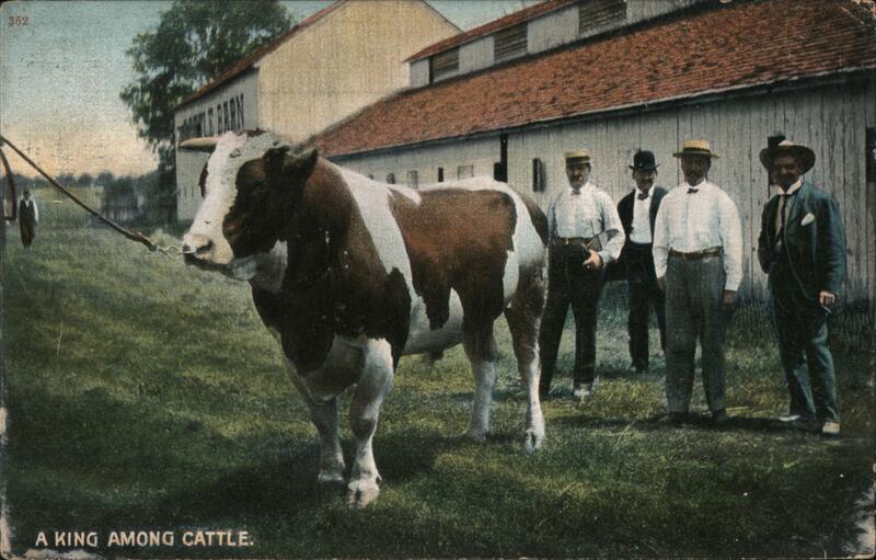 A King Among Cattle Cows & Cattle