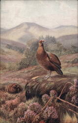 Red Grouse Tuck's Oilette Postcard Postcard