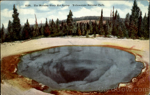 The Morning Glory Hot Spring Yellowstone National Park