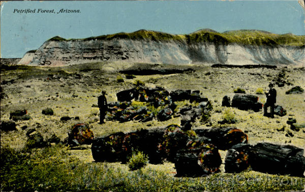 Petrified Forest Petrified Forest National Park Arizona