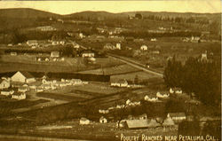 Poultry Ranches Near Petaluma California Postcard Postcard