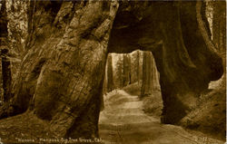 Wanona Mariposs Big Tree Grove Big Trees, CA Postcard Postcard