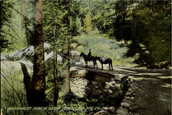 Government Road In Grant Forest Tulare Co Postcard