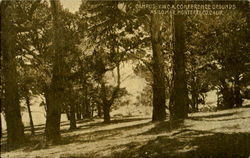 Campus - Y.W.Ca. Conefrence Grounds Postcard