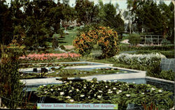 Water Lilies,Eastlake Park Postcard