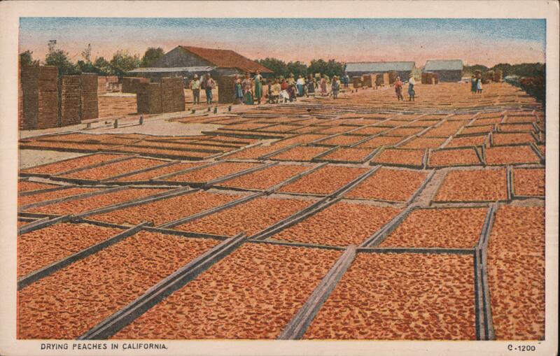 Drying Peaches California